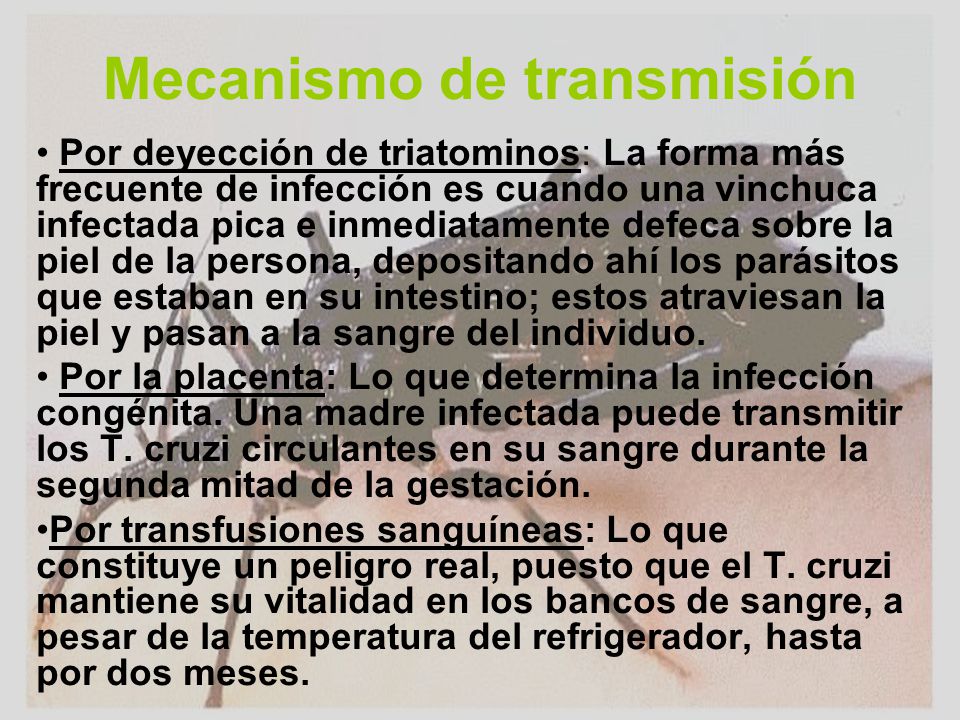 Los medios contra las lombrices a la persona